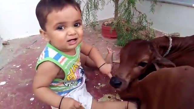 Cute Baby playing with a Calf