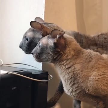 Cats: I think I saw a bird