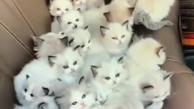 Ohh! So many kitten. Which one do you want?