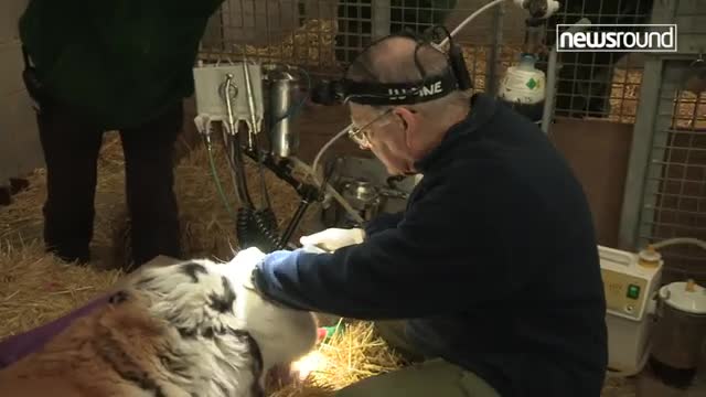 How does a tiger go to the DENTIST _ Newsround explains