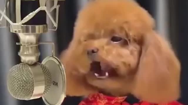 He_Is_a_Famous_Singer_and_A_Very_Cute_Puppy_😍😍🥰🥰_#SHORTS(720p)