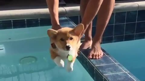 Cute and funny animals