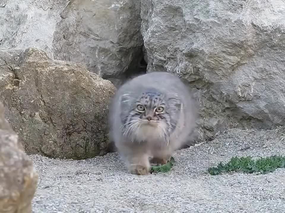 Pallas Cat discovers camera