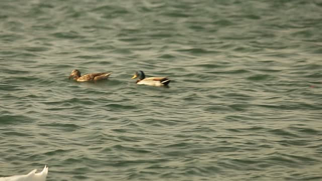 2nd Ducks Eos M