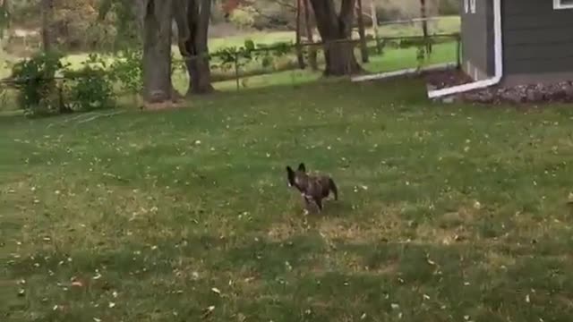 Brown dog not fetching tennis ball