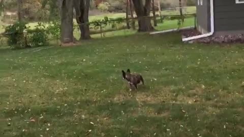 Brown dog not fetching tennis ball