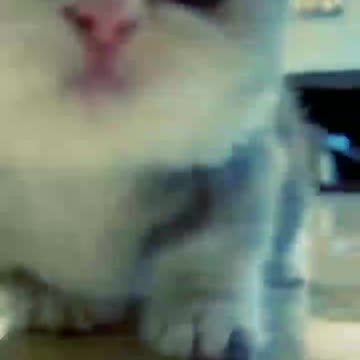 OMG So Cute Cat Video ❤ #cat #shorts