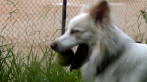 CACHORRO BRINCANDO COM SEU DONO/DOG PLAYING WITH HIS OWNER