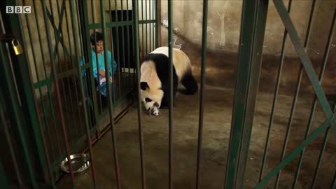 Panda Doesn't Realise She's Had Twins! | BBC Earth