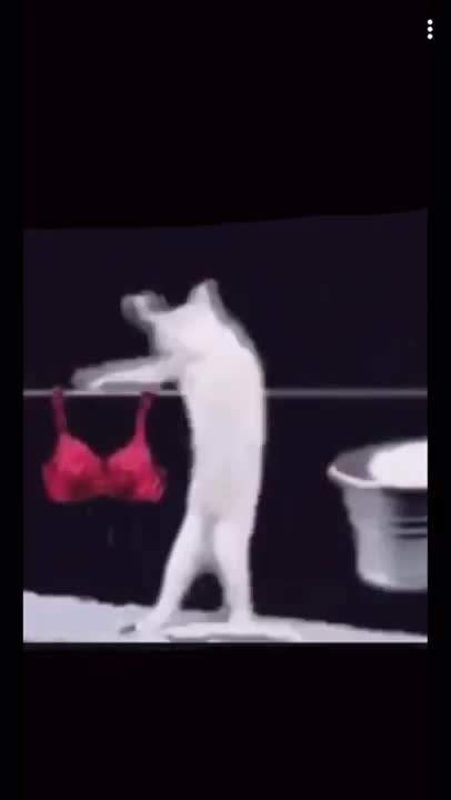Cat Doing Laundry Meme