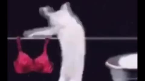 Cat Doing Laundry Meme