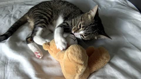 Bad Kitty