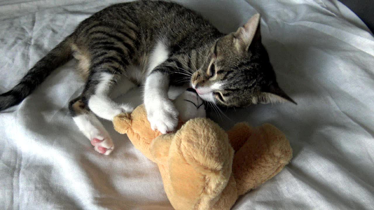Bad Kitty