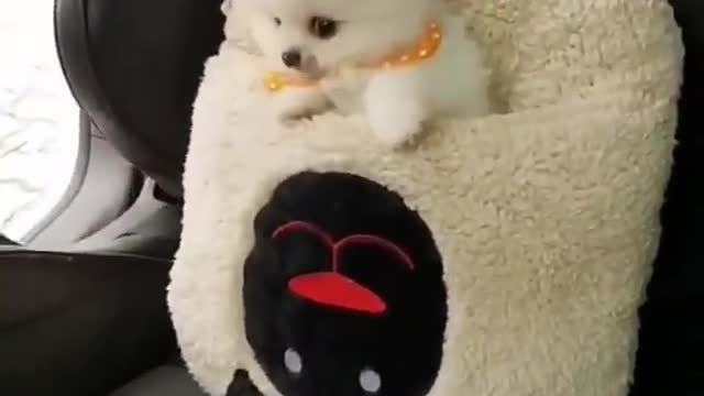 Cute BABY Pomeranian DOG sitting in CAR