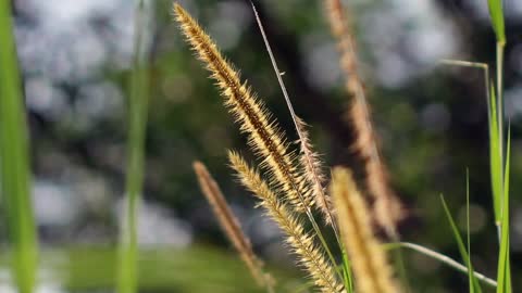 Lalang flowers in the wild