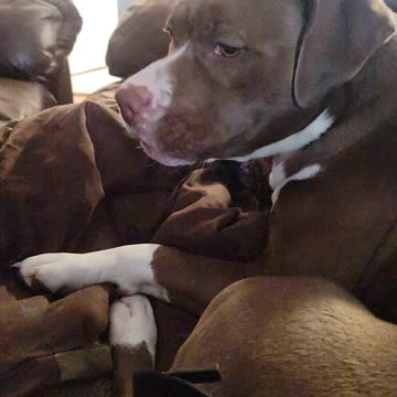 This video of my puppy will make you smile