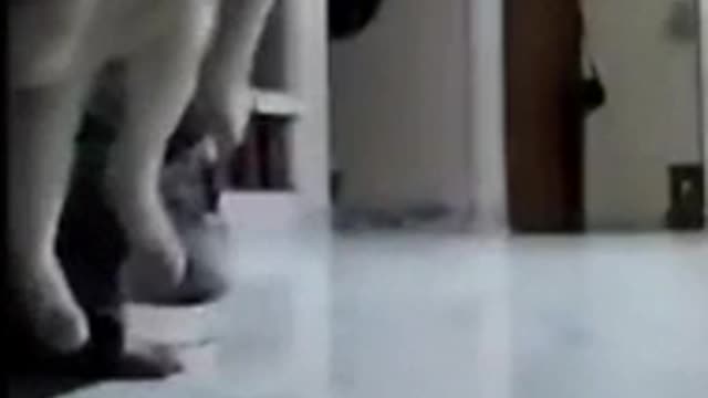 Cat flying like a plane funny (Cute Video)