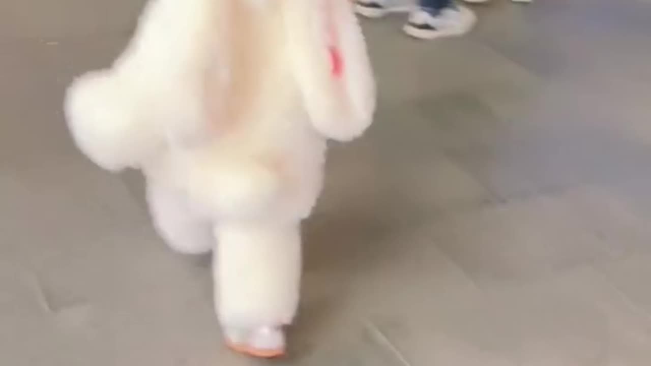 Cute bunny