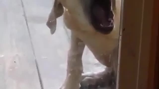 Funny dog reaction never seen like this