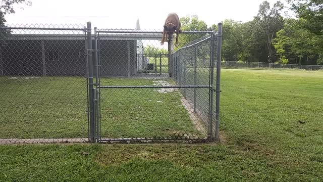 Athletic dog scales large fence with ease