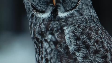 Owl sitting on a fence