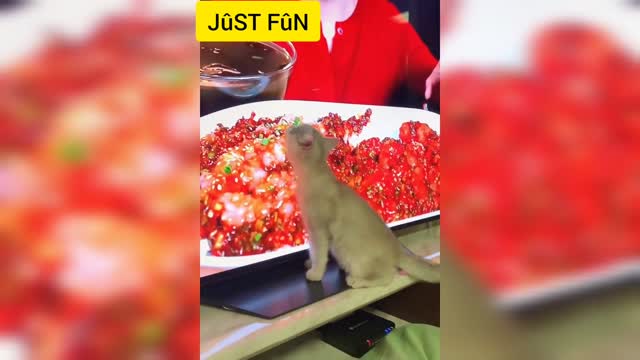 Dogs and cats funny videos