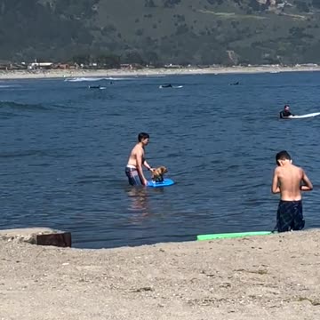 Brown dog owner helping dog blue surfboard surfing