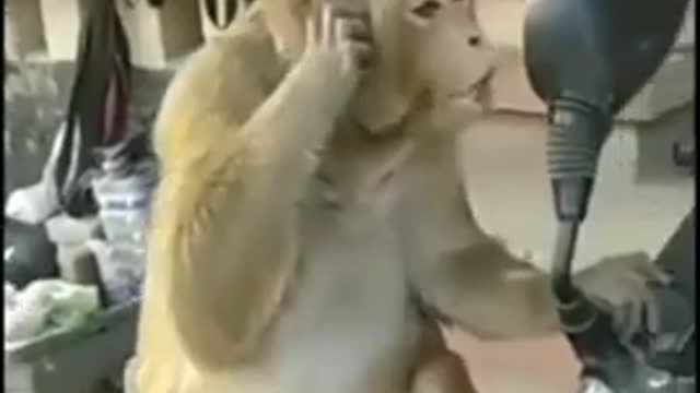 funny whatsapp status Video