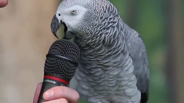 amazing Parrot talking