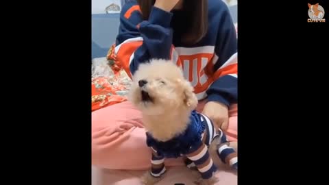 Cute dog video