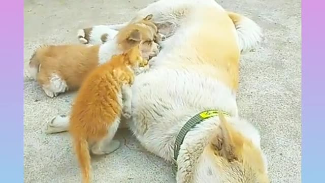 181.19_Cute and Funny Dog Videos Compilation_#short