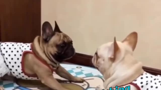 Cute pets and funny## animals compilations