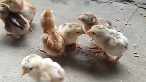 Cute chicks