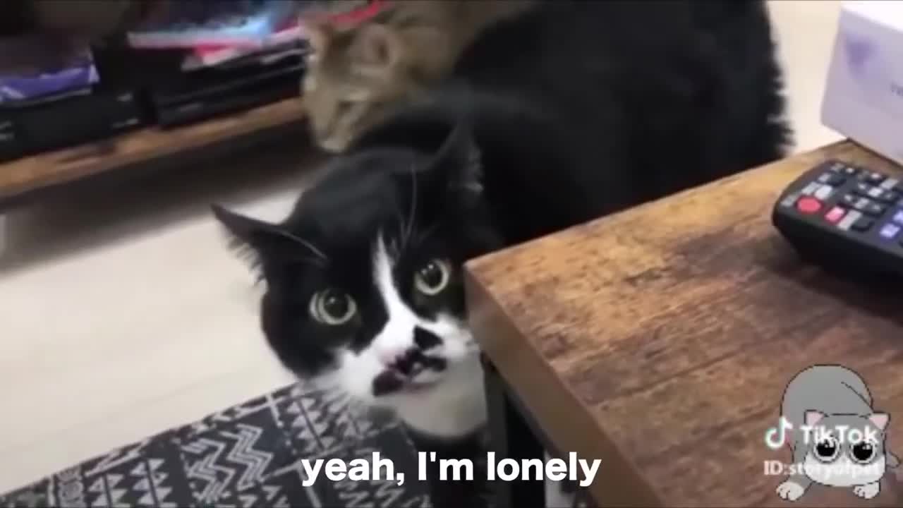 Cats talking!! These cats can speak better than hooman