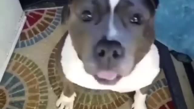 Dogs comedy