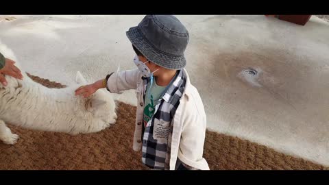 A son who wants to touch an alpaca.