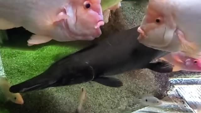 Two fish wrapped tangerine do not want to leave each other!