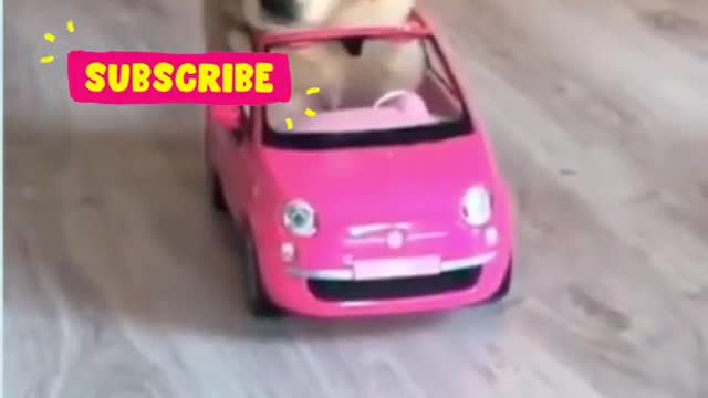 MOST FUNNY DOG VIDEO CLIP COMPILATION