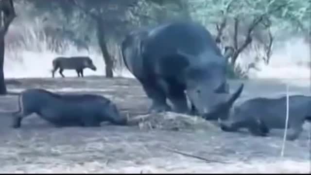 How the wild boar flew! rhino against boar (animal fighting) rhino against