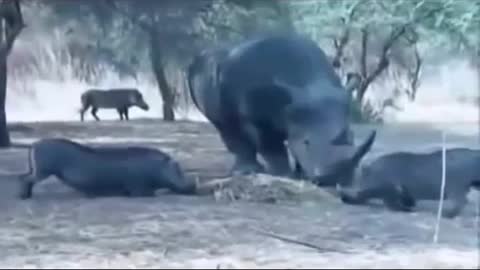 How the wild boar flew! rhino against boar (animal fighting) rhino against