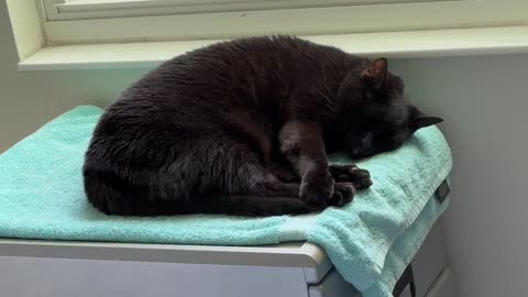 Cute Piper Cat Takes a Nap in Her Spa - Adopting a Cat from a Shelter Vlog