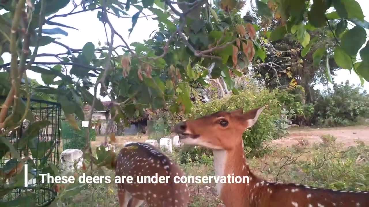 Funny Deer | Deer fun 2021 | Animal Fun | trending deer