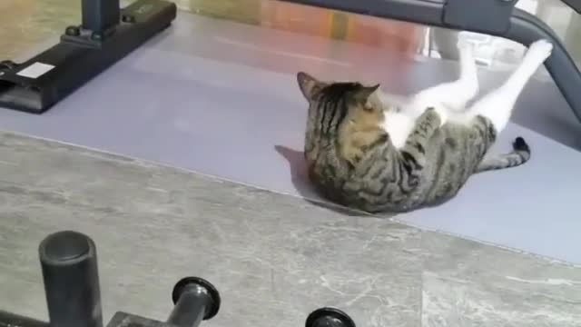 For more cut kitteis