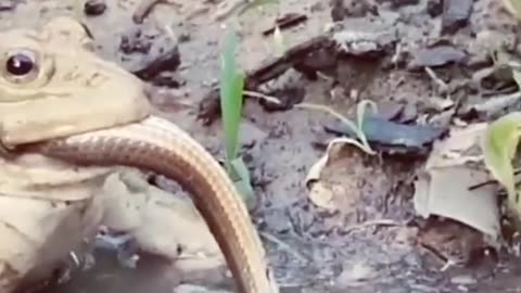 Frogs attack