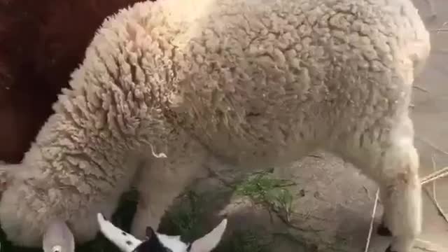 Harmony of animals during food
