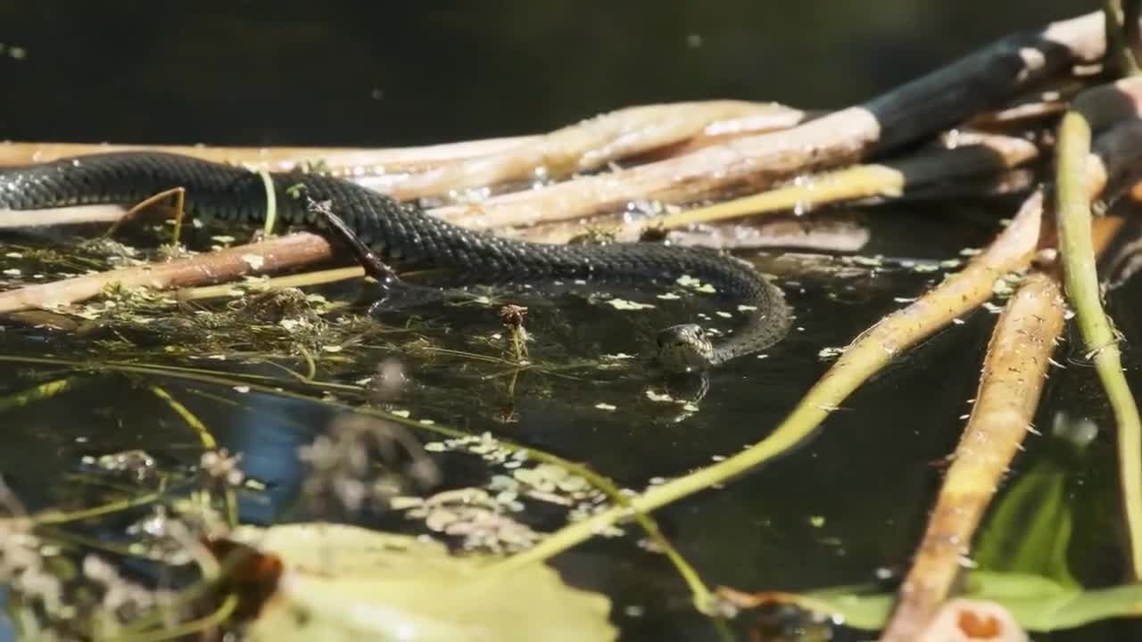 snake wrapped around a rat