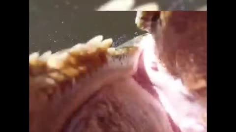A Brazilian fisherman's drone was bitten by a crocodile during a test flight