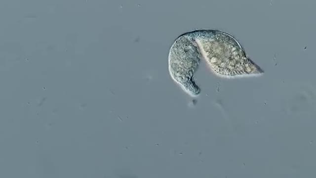 How single cell orgasm eat others