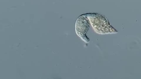 How single cell orgasm eat others