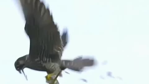 This video will make you see Falcons differently...